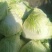 大白菜4~6斤净菜