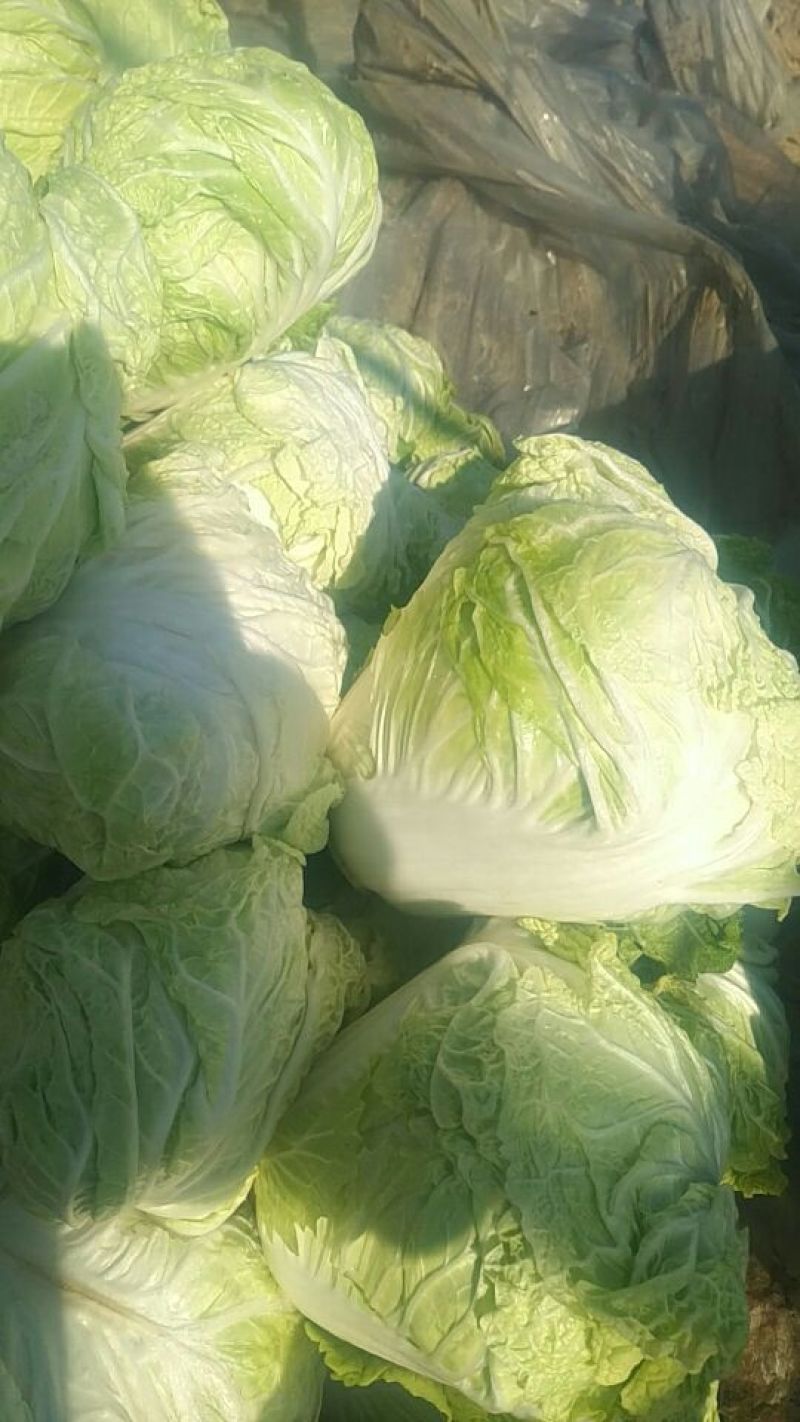 大白菜4~6斤净菜