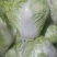 大白菜4~6斤净菜