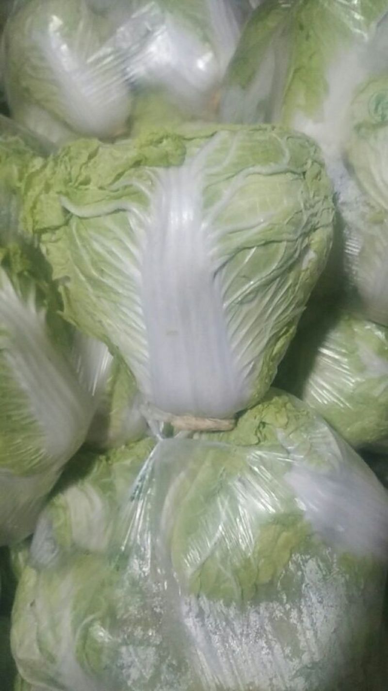大白菜4~6斤净菜