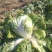 大白菜4~6斤净菜
