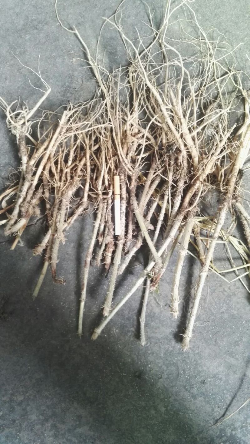 刺嫩芽树苗刺老芽苗乌龙头苗基地自产自销价格实惠