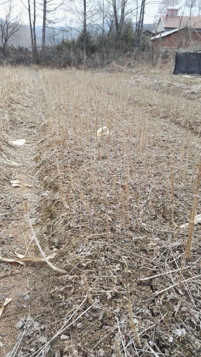 刺嫩芽树苗刺老芽苗乌龙头苗基地自产自销价格实惠