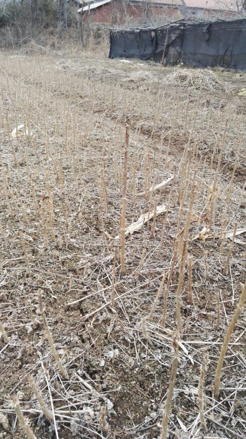 刺嫩芽树苗刺老芽苗乌龙头苗基地自产自销价格实惠