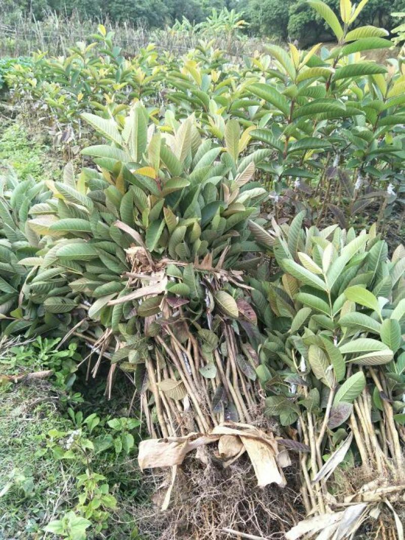 西瓜番石榴苗50~80cm