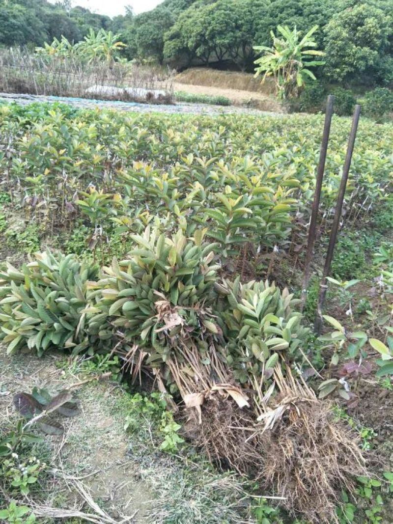 西瓜番石榴苗50~80cm