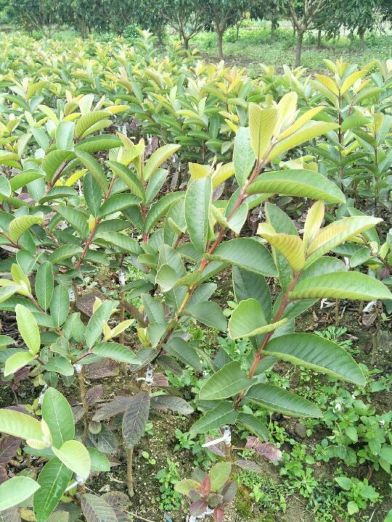 西瓜番石榴苗50~80cm