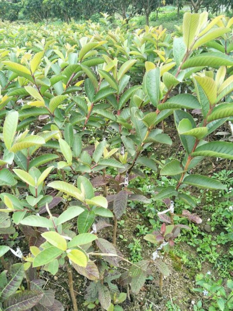 西瓜番石榴苗50~80cm