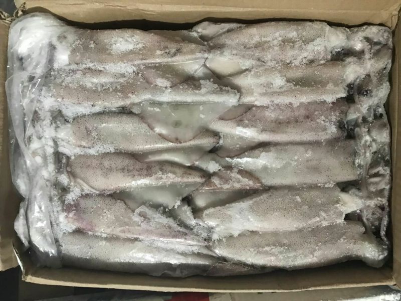 鱿鱼食用冰冻