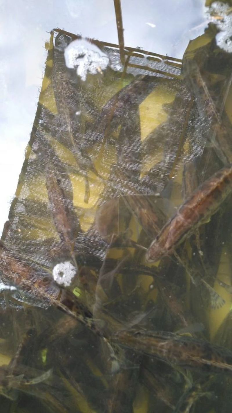 鳜鱼食用活鱼20~30cm