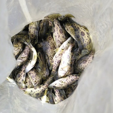 鳜鱼食用活鱼20~30cm