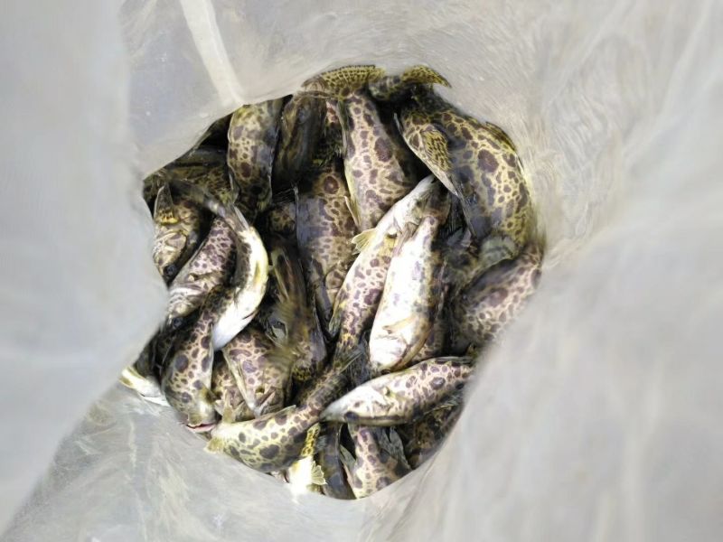 鳜鱼食用活鱼20~30cm