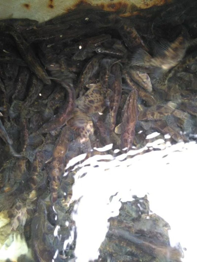 鳜鱼食用活鱼20~30cm