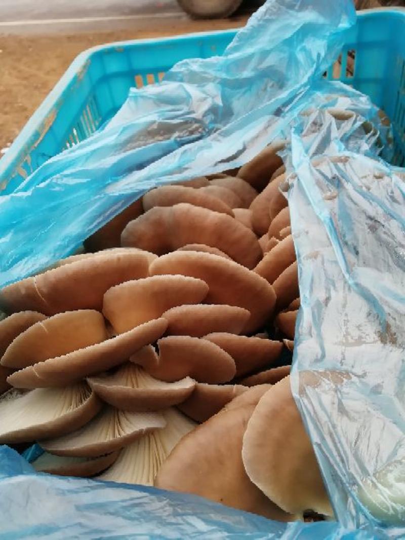 河北平菇邯郸平菇食用菌肥乡区蘑菇新鲜采摘