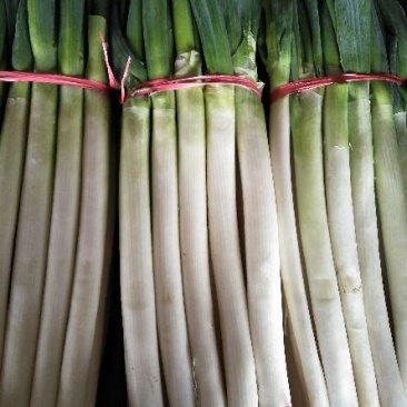 铁杆大葱毛葱2cm左右30~40cm
