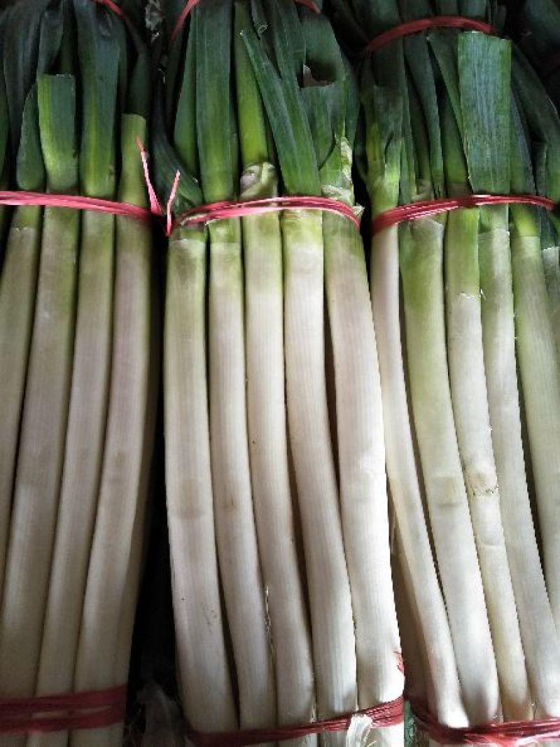 铁杆大葱毛葱2cm左右30~40cm