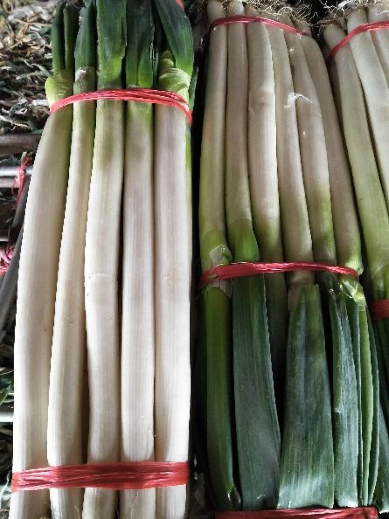 铁杆大葱毛葱2cm左右30~40cm