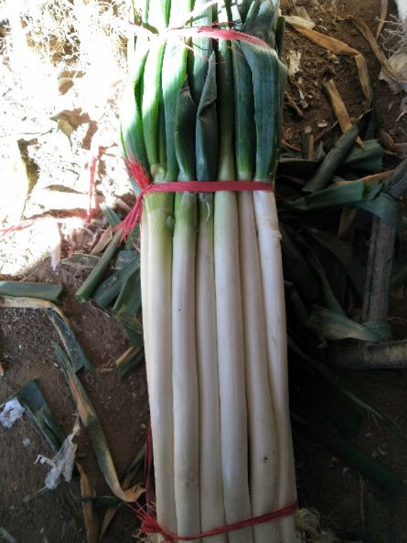 铁杆大葱毛葱2cm左右30~40cm