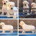 拉布拉多犬聪明可爱公母都有品种纯正检疫合格价格实惠