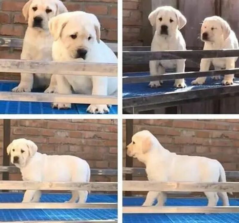 拉布拉多犬聪明可爱公母都有品种纯正检疫合格价格实惠