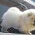 【全国发货】松狮犬大毛量公母都有当天发货假一赔万
