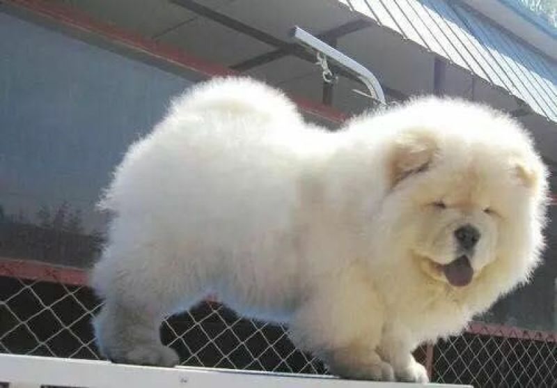 【全国发货】松狮犬大毛量公母都有当天发货假一赔万
