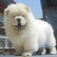 【全国发货】松狮犬大毛量公母都有当天发货假一赔万