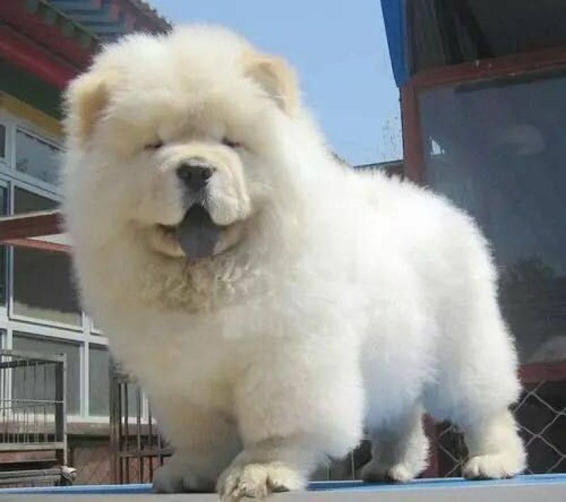 【全国发货】松狮犬大毛量公母都有当天发货假一赔万