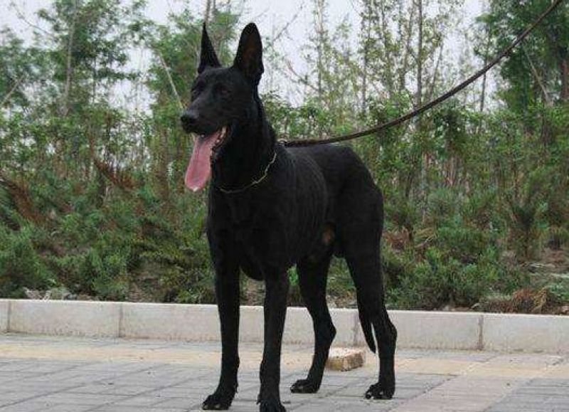 黑狼犬看家护院好帮手疫苗已接种视频看货全国发货
