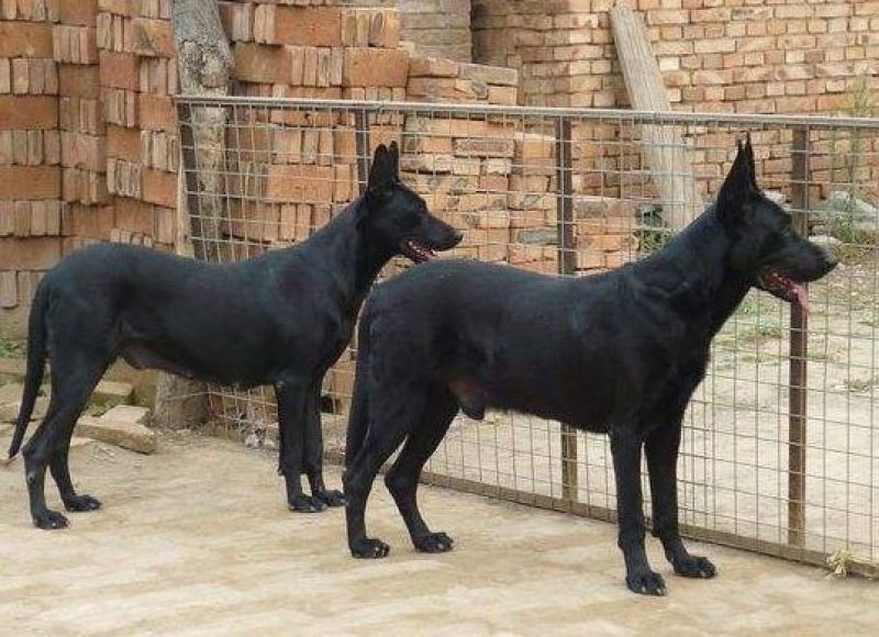 黑狼犬看家护院好帮手疫苗已接种视频看货全国发货