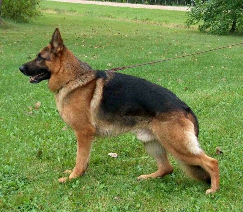 德国牧羊犬双血统公母都有狗厂直发送货上门价格优惠