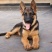 德国牧羊犬双血统公母都有狗厂直发送货上门价格优惠