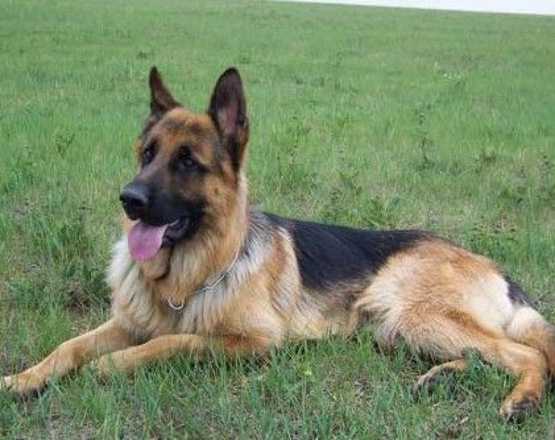 德国牧羊犬双血统公母都有狗厂直发送货上门价格优惠