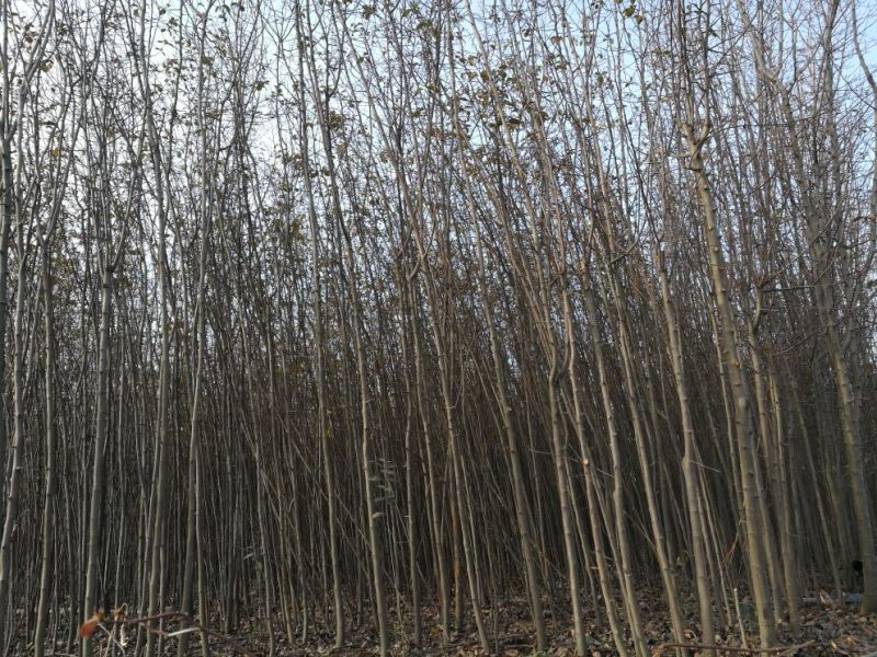 木瓜树231~260cm
