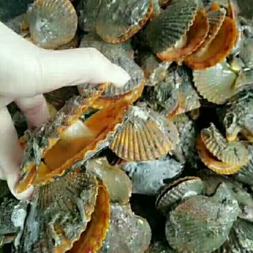 干瑶柱