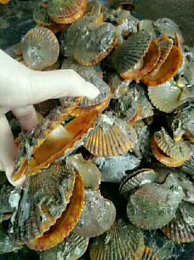 干瑶柱