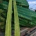 莴苣1~1.5斤50~60cm