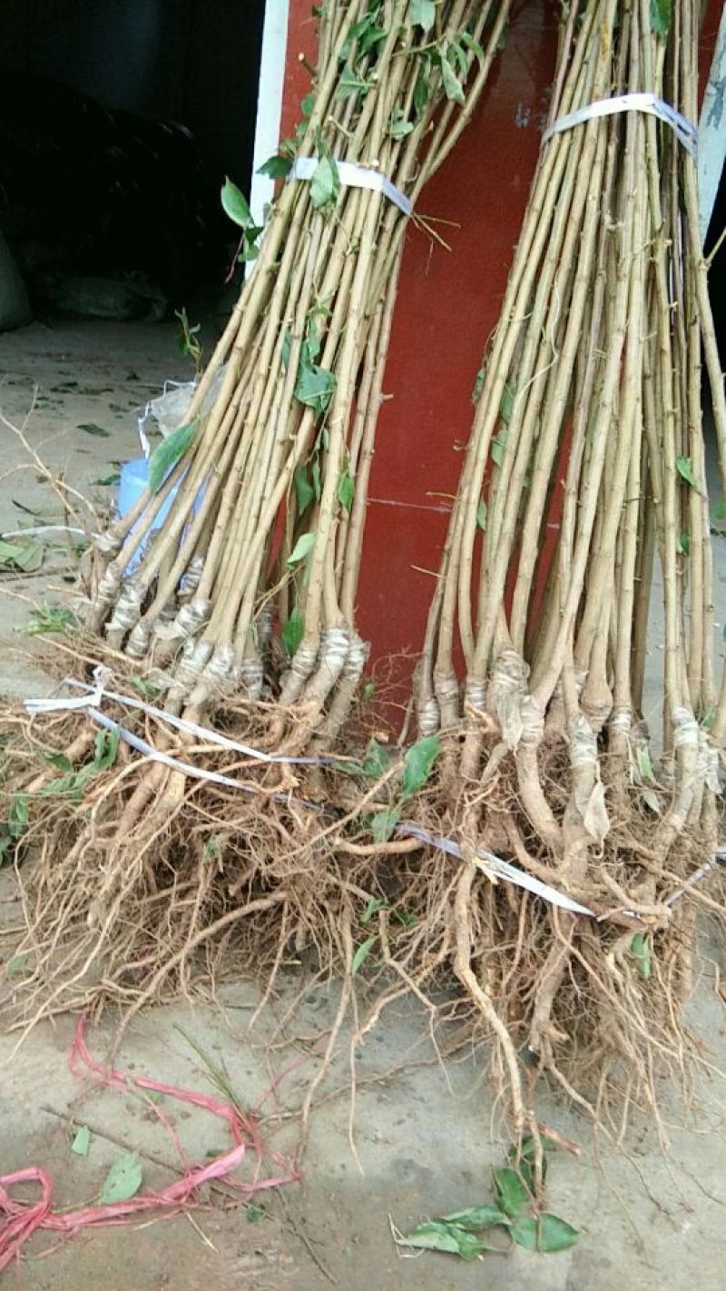 100棵。送10脆红李子苗150~250cm产地直发