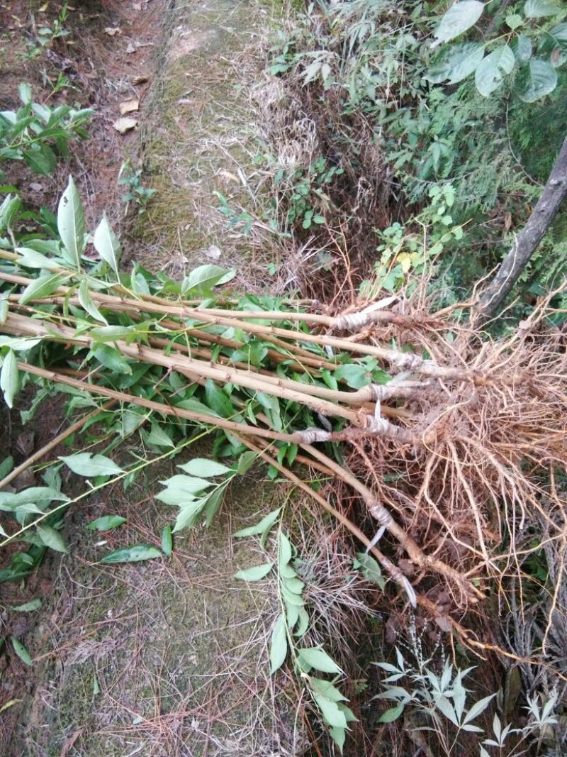 100棵。送10脆红李子苗150~250cm产地直发