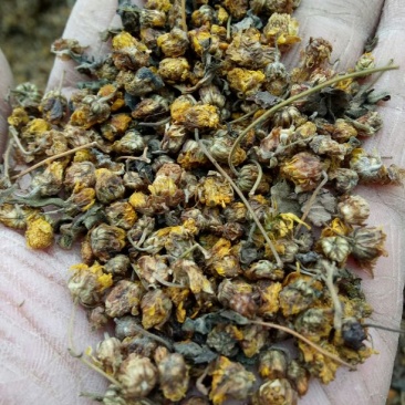 野菊花散装产地直供