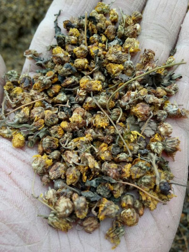 野菊花散装产地直供
