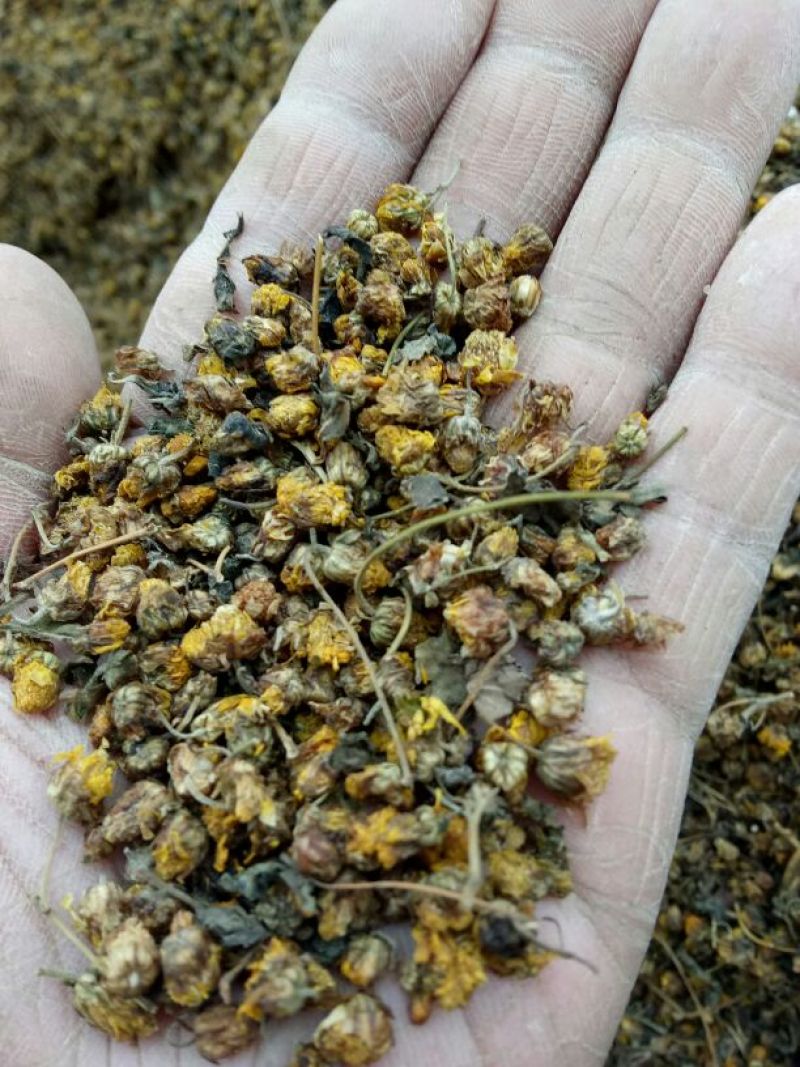 野菊花散装产地直供