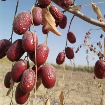 灰枣干枣一级