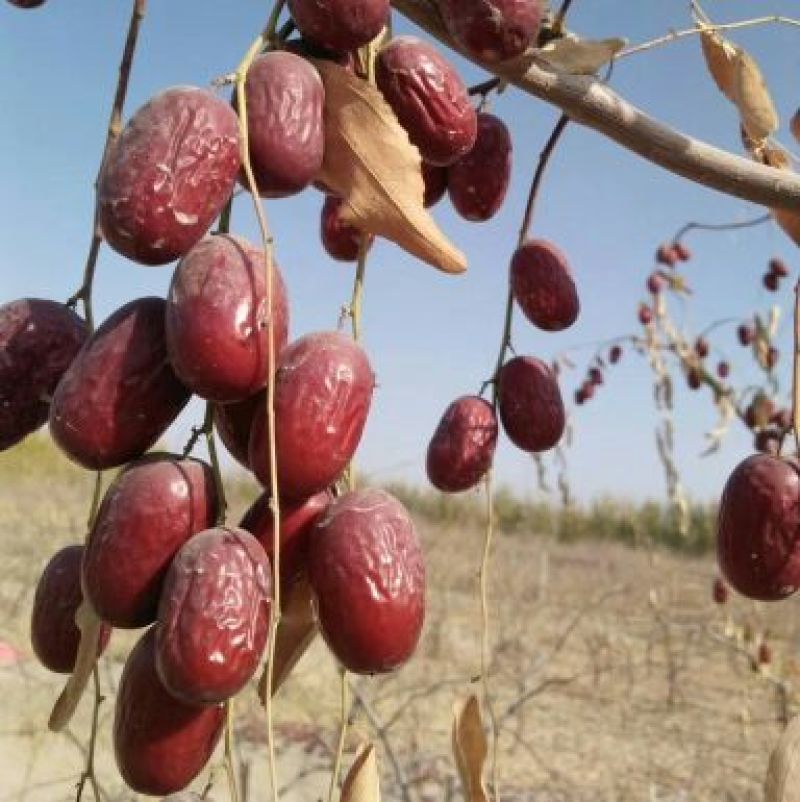 灰枣干枣一级