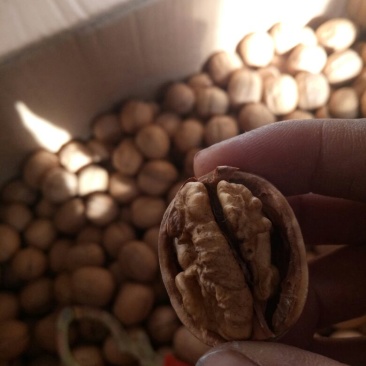 薄皮核桃25~30mm去皮干