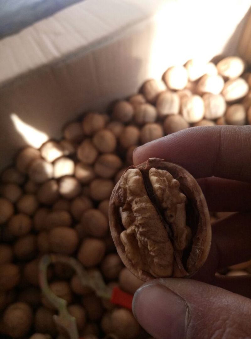 薄皮核桃25~30mm去皮干