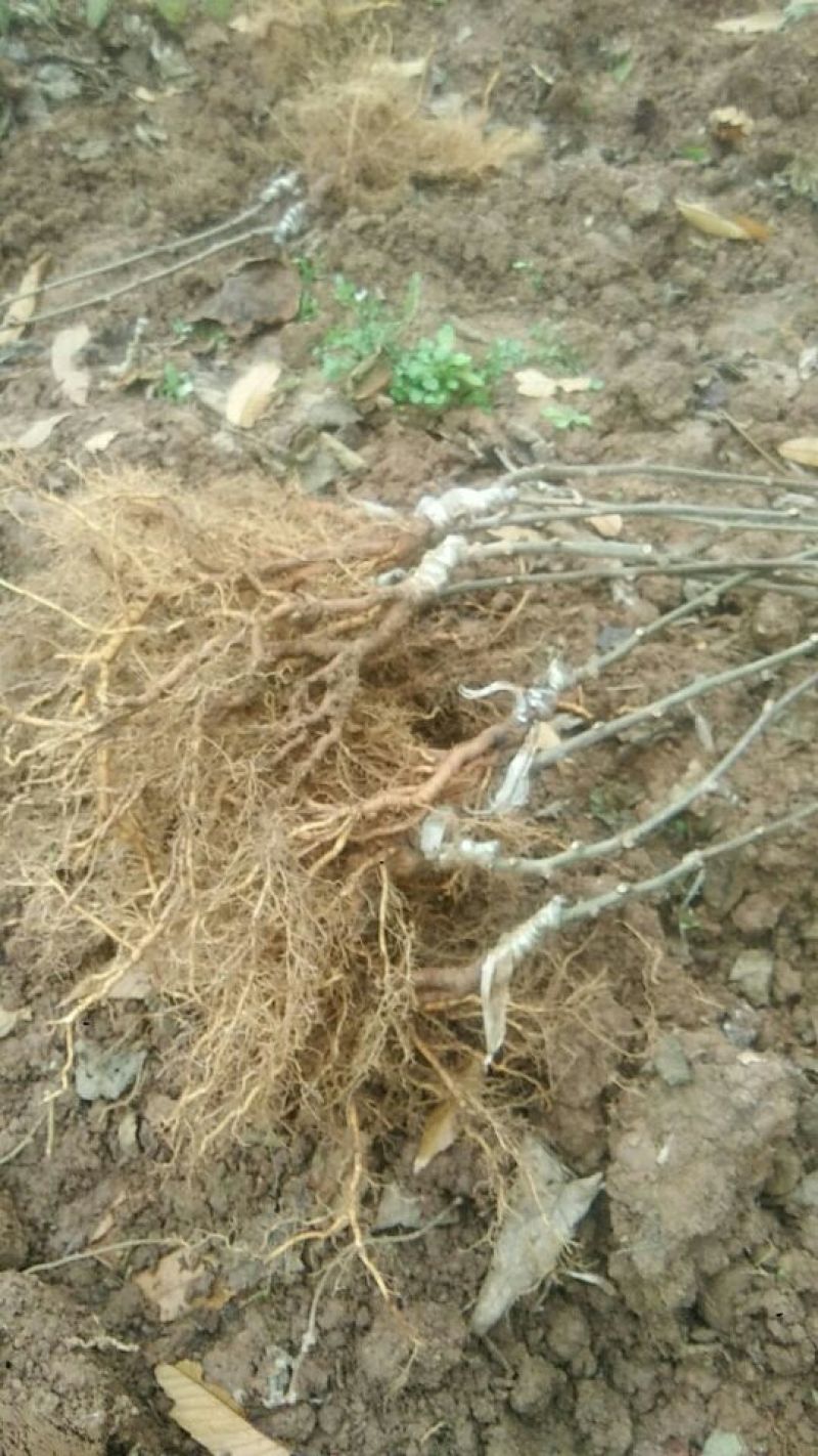 猕猴桃苗实生苗0.6~0.8cm30cm以下