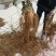 猕猴桃苗实生苗0.6~0.8cm30cm以下