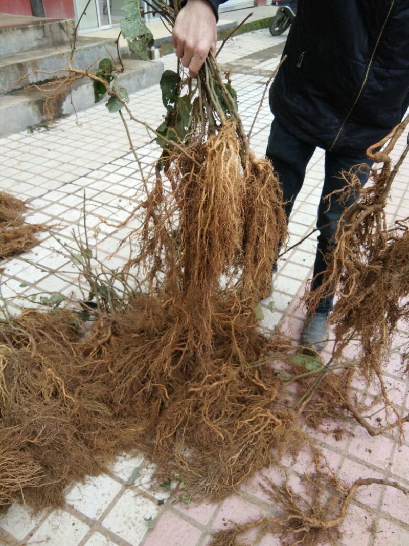 猕猴桃苗实生苗0.6~0.8cm30cm以下