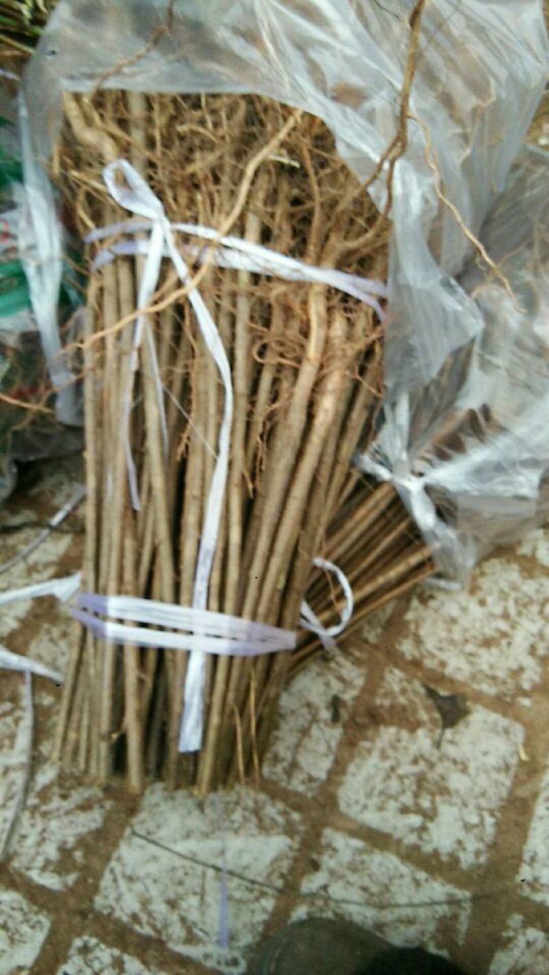 [标题]实生毛桃苗，基地直发量大从优100亩地全是苗，